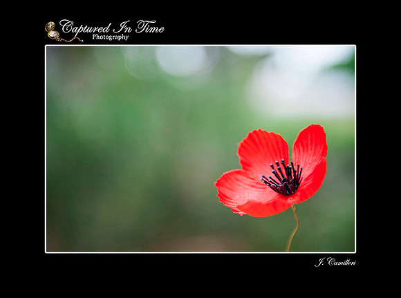 11th November